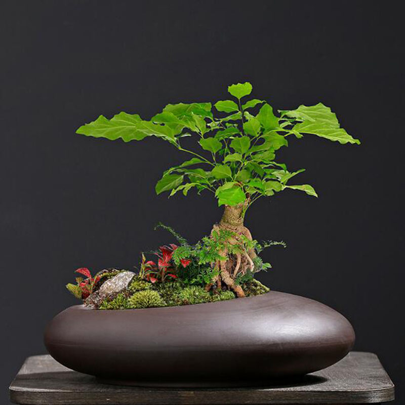 Retro Purple Clay Plant Pot Ch - Tagine Clay Pot ulasan dan harga